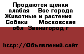 Продаются щенки алабая  - Все города Животные и растения » Собаки   . Московская обл.,Звенигород г.